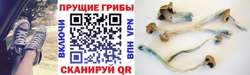 Галлюциногенные грибы Psilocybe  Борзя 